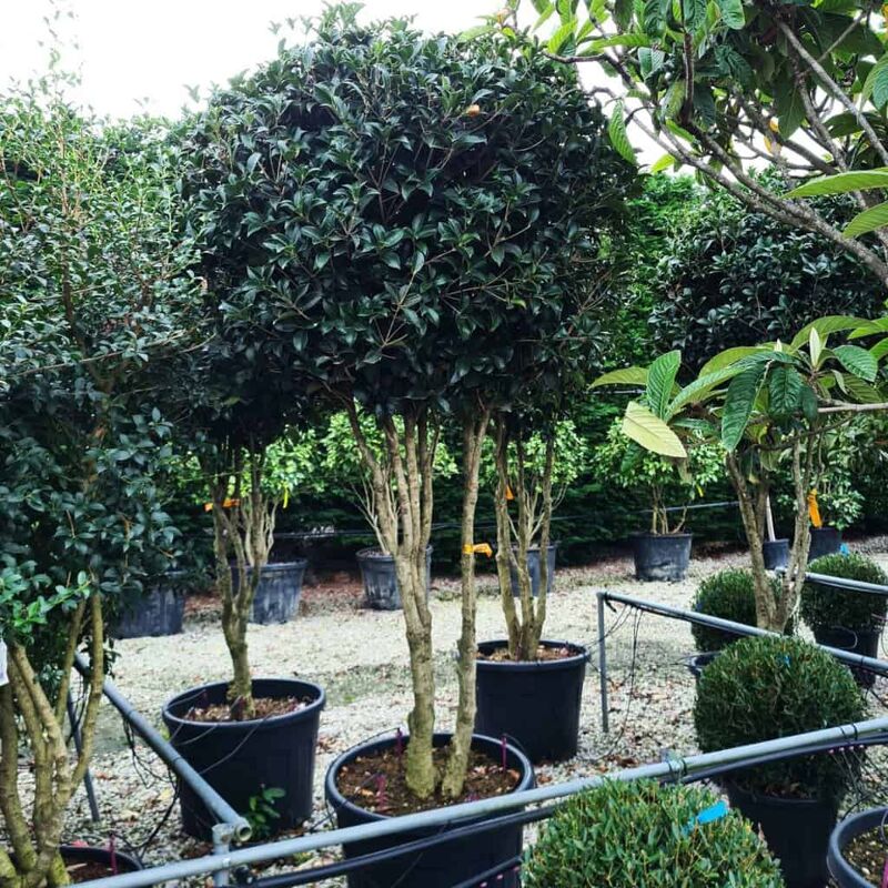 Osmanthus aquifolium (Multistem 130 litre 200-250 cm Regular) 200-250 cm